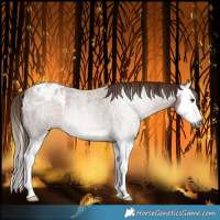 Horse Color:Gray Red Roan Splash Blanket
