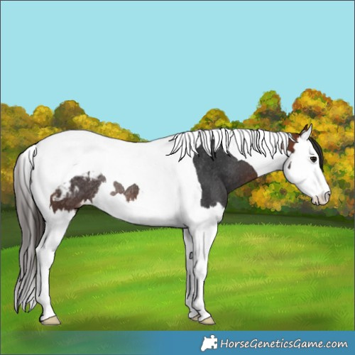 Horse Color:Bay Splash Tobiano Snowcap Rabicano 