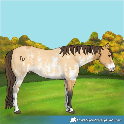 Horse Color:Buckskin Dun Sabino Rabicano  and Amber Cream Champagne Dun Sabino Rabicano 