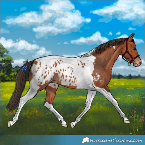 Horse Color:Bay Tobiano Blanket 