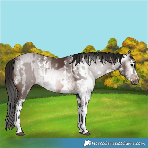 Horse Color:Gray Bay Sabino Rabicano  and Gray Bay Sabino Rabicano 