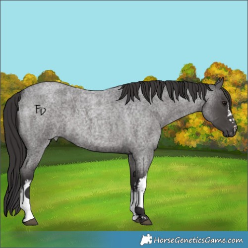 Horse Color:White Spotted Smoky Blue Roan 