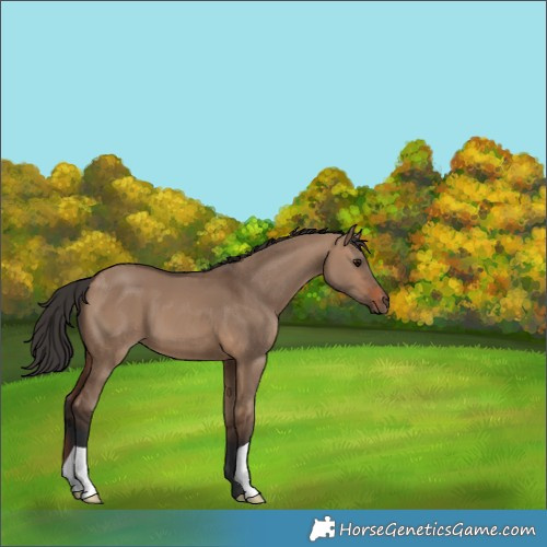 Horse Color:Brown Dun 