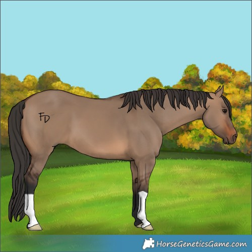 Horse Color:Brown Dun 