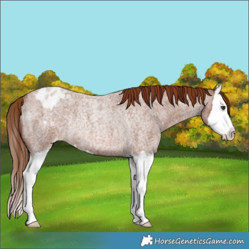 Horse Color:Red Roan Splash Varnish Rabicano 