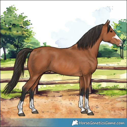Horse Color:Bay 