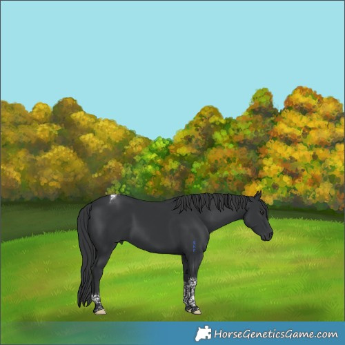 Horse Color:Black Tobiano 