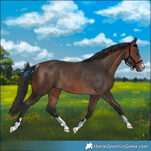 Horse Color:Brown Rabicano 