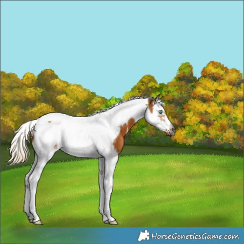 Horse Color:Gray Palomino Splash Tobiano Frame 