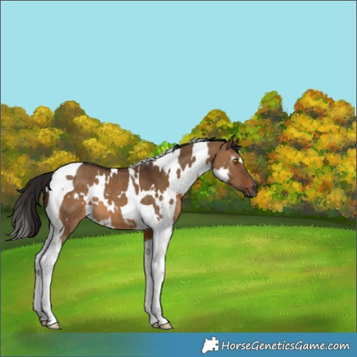 Horse Color:Gray White Spotted Bay Dun Tobiano 