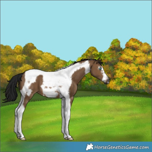 Horse Color:Gray Brown Dun Tobiano Frame 