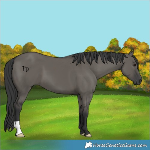 Horse Color:Grullo 