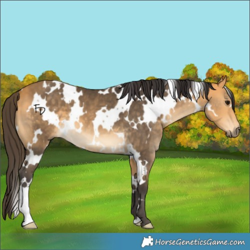 Horse Color:White Spotted Buckskin 