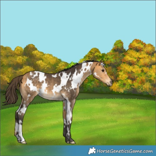 Horse Color:White Spotted Buckskin 