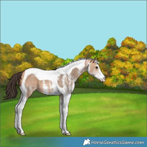 Horse Color:White Spotted Bay Dun Tobiano 