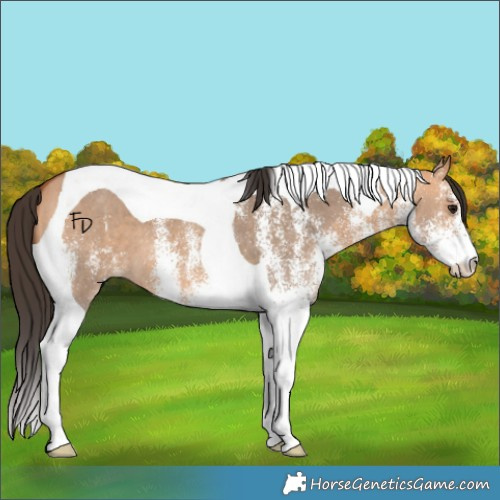 Horse Color:White Spotted Bay Dun Tobiano 