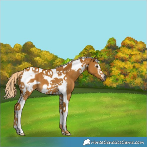 Horse Color:Gray Palomino Tobiano Frame 