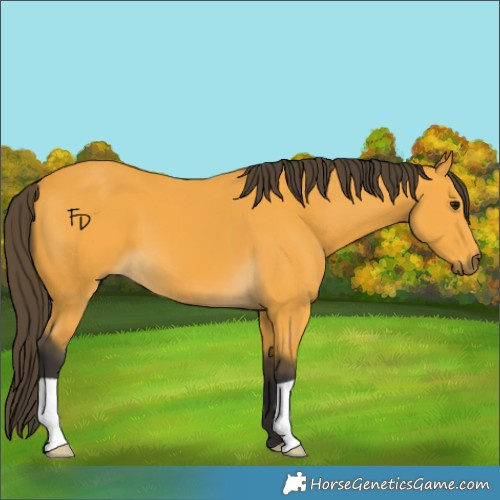 Horse Color:Buckskin 
