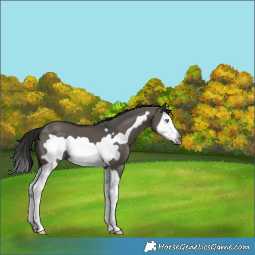 Horse Color:Gray Smoky Grullo Splash Frame 