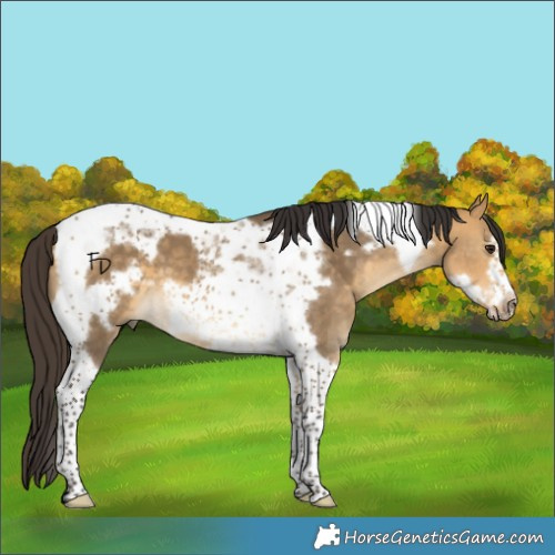 Horse Color:Buckskin Dun Tobiano Frame 