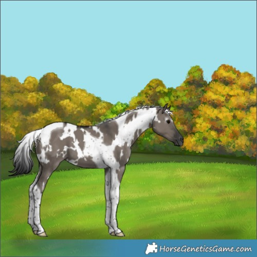 Horse Color:Gray White Spotted Grullo Tobiano 