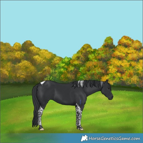 Horse Color:Black Tobiano 
