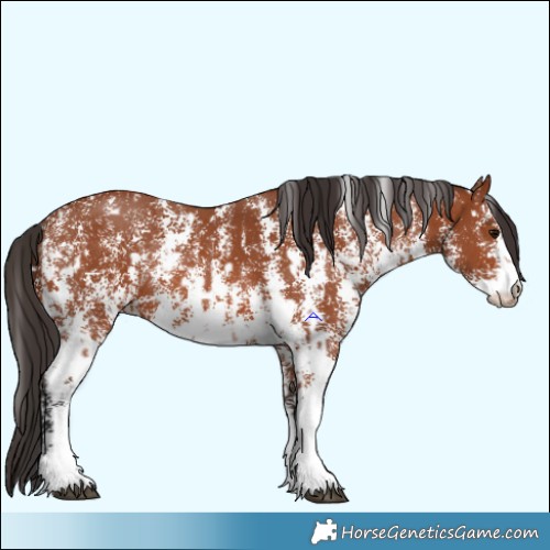 Horse Color:Bay Sabino Rabicano  and Bay Sabino Rabicano 