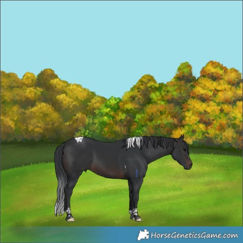 Horse Color:Brown Tobiano 