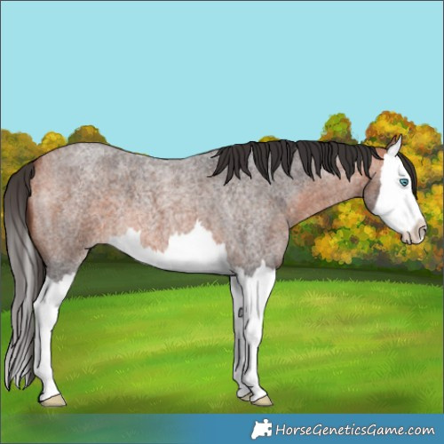 Horse Color:Bay Roan Splash 