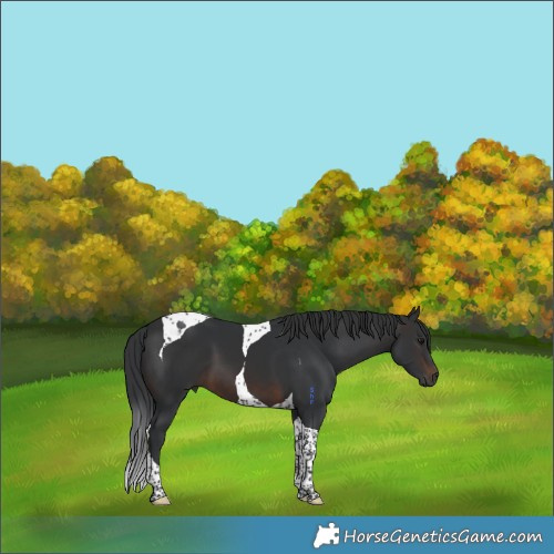 Horse Color:Brown Tobiano 