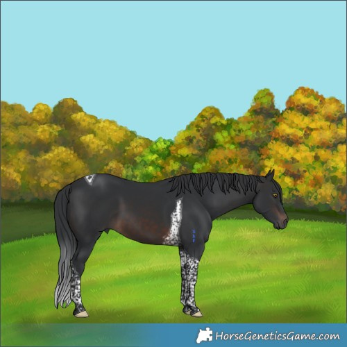 Horse Color:Brown Tobiano 