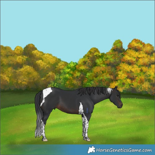 Horse Color:Brown Tobiano 