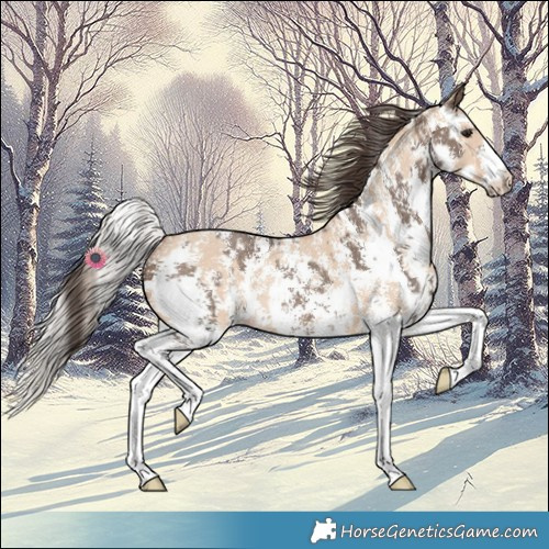 Horse Color:Silver Brown Dun Sabino Rabicano  and Amber Champagne Dun Sabino Rabicano 