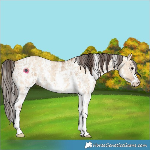 Horse Color:Bay Dun Sabino Rabicano  and Amber Champagne Dun Sabino Rabicano 