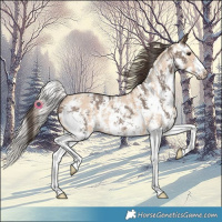 Horse Color:Silver Brown Dun Sabino Rabicano  and Amber Champagne Dun Sabino Rabicano 