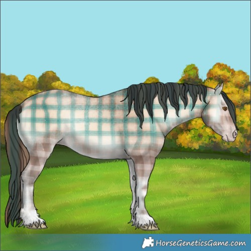 Horse Color:Plaid  Amber Champagne Onyx 