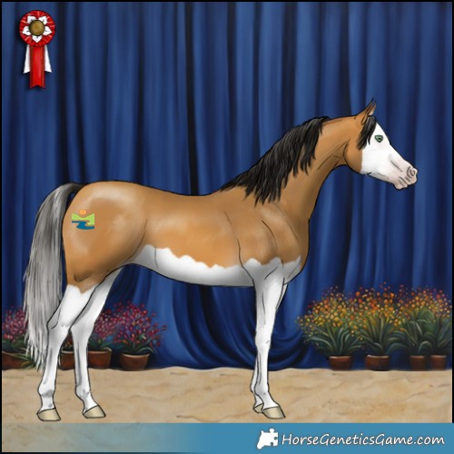 Horse Color:Gray Amber Cream Champagne Splash 