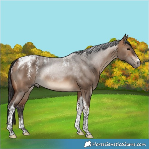 Horse Color:Unknown 
