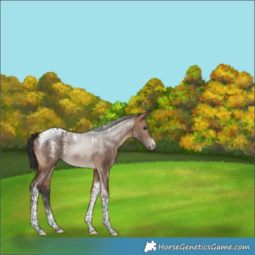 Horse Color:Unknown 