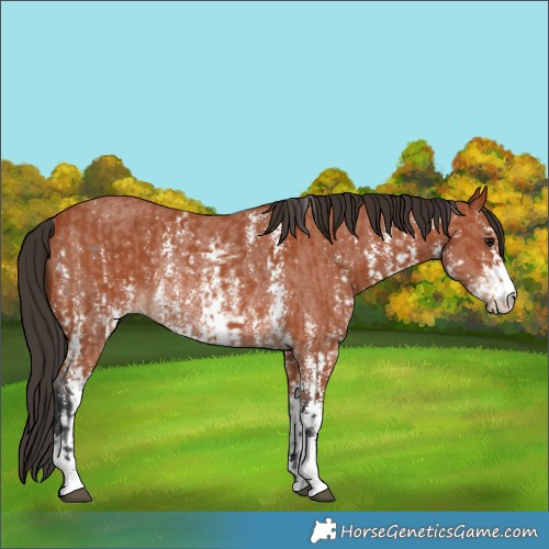 Horse Color:Bay Sabino Rabicano and Bay Sabino Rabicano