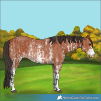 Horse Color:Bay Sabino Rabicano and Bay Sabino Rabicano