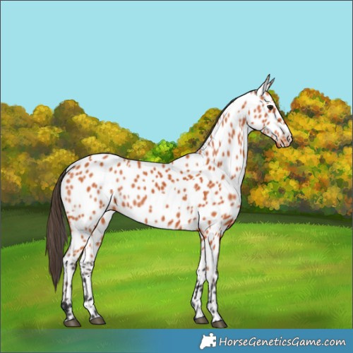 Horse Color:Bay Near Leopard 