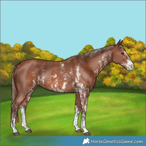 Horse Color:Bay Sabino Rabicano  and Chestnut Sabino Rabicano 