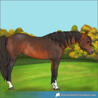 Horse Color:Bay Rabicano