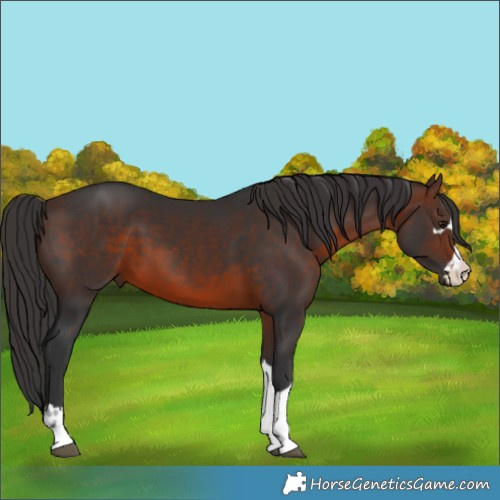 Horse Color:Brown 