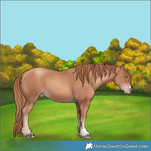 Horse Color:Gold Champagne