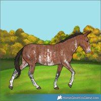 Horse Color:Bay Sabino Rabicano  and Bay Sabino Rabicano 