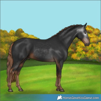 Horse Color:Gray Liver Chestnut Rabicano 