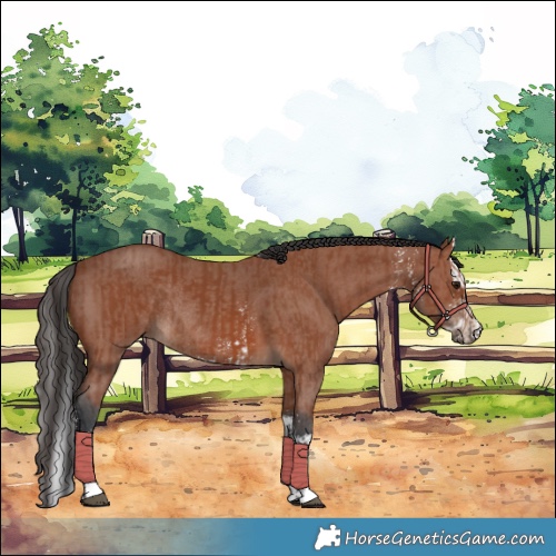 Horse Color:Bay Sabino Rabicano and Bay Sabino Splash Rabicano