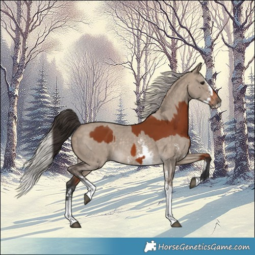 Horse Color:Bay Sabino Rabicano  and Silver Brown Dun Sabino Splash Rabicano 